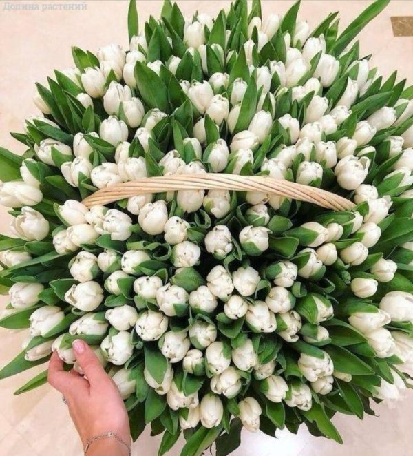 белые тюльпаны