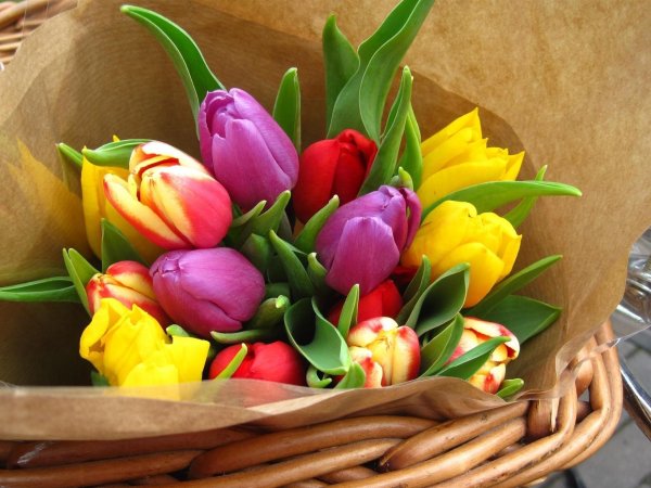 разноцветные тюльпаны