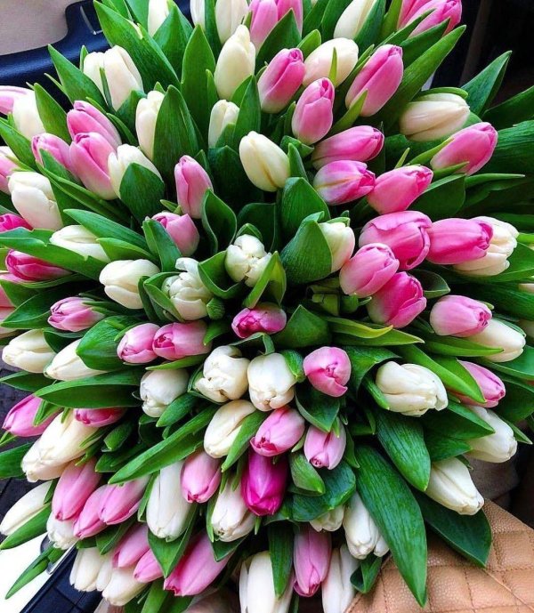 большие букеты тюльпанов