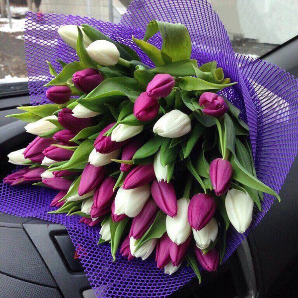 тюльпаны орис