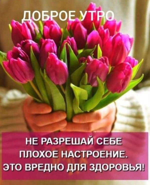 розовые тюльпаны