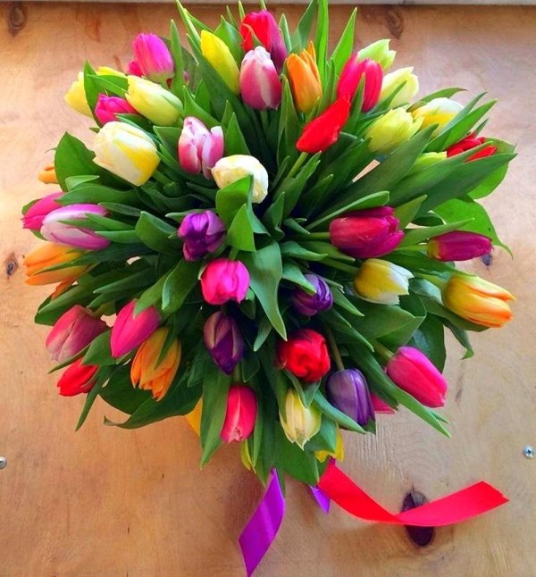 тюльпан серине