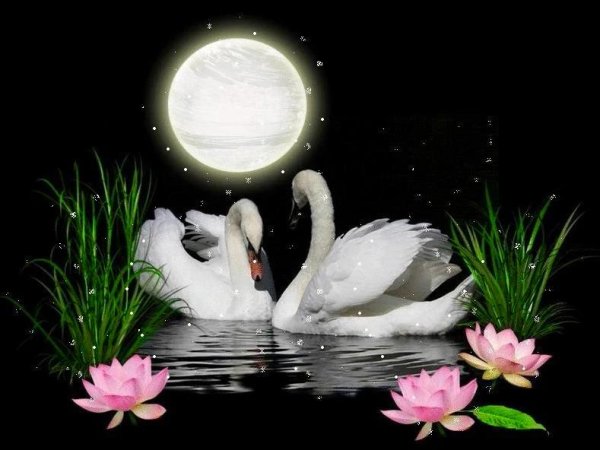 пара лебедей