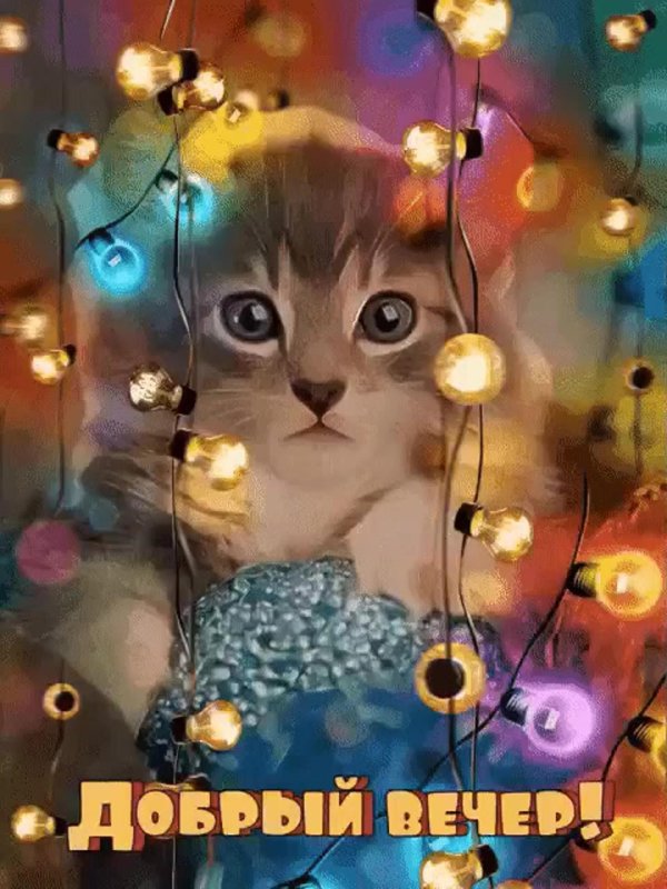 открытки с добрым вечером красивые необычные