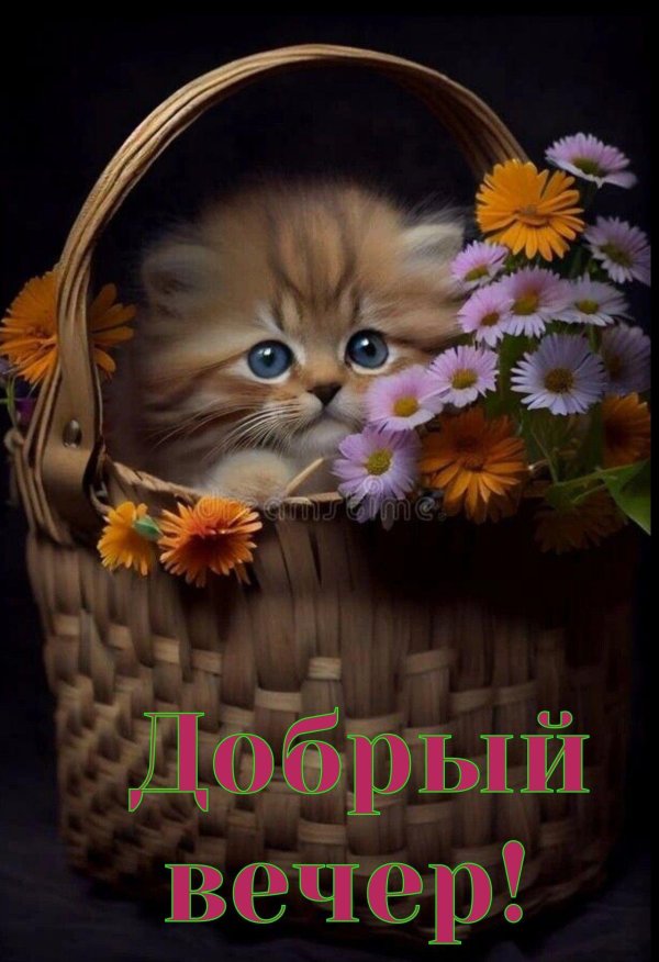 милые котики