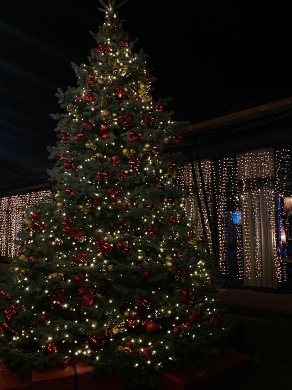 рождественская ель