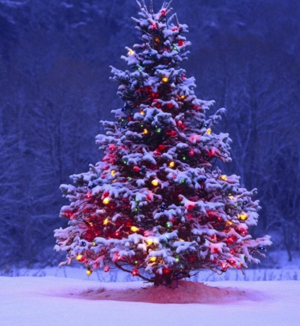 новогодней елки