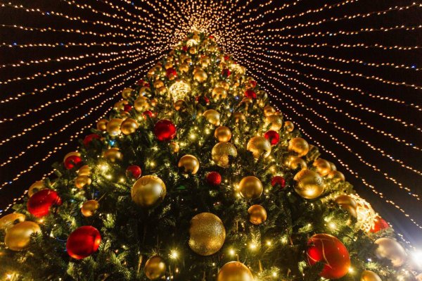 рождественская ель