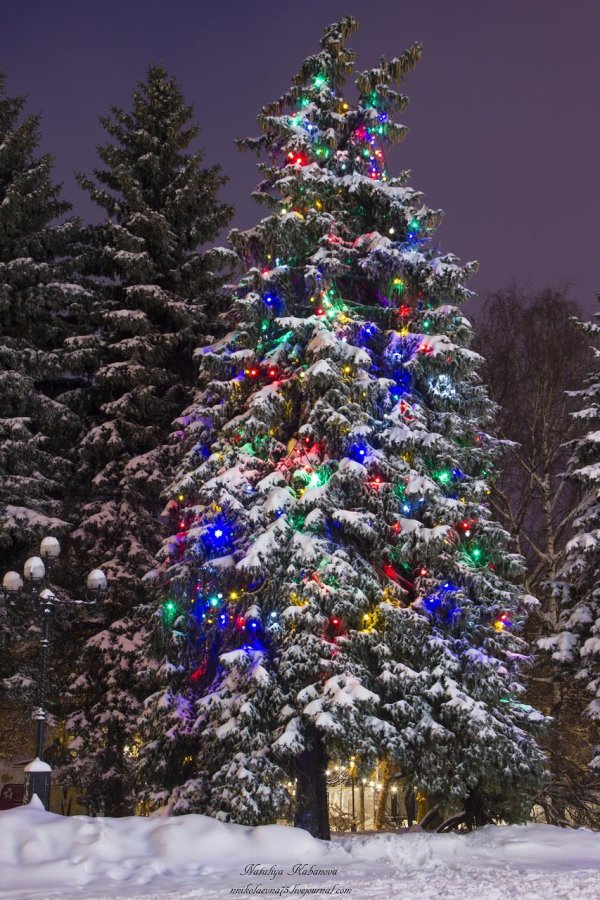 новогодней елки