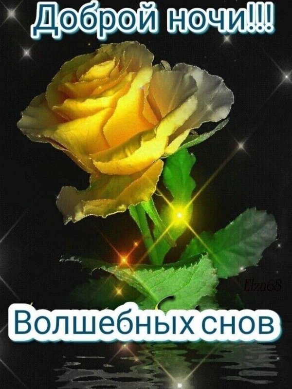 цветы спокойной ночи