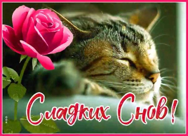 открытка сладких снов