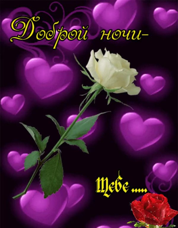 розы спокойной ночи