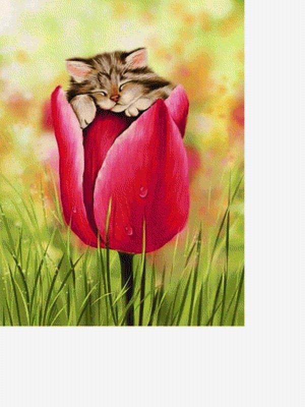 коты и тюльпаны