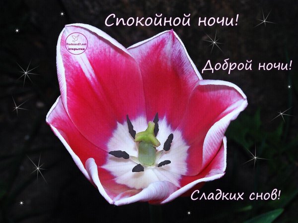 доброй ночи сладких снов