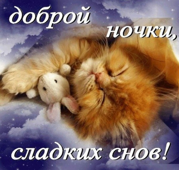 сладких снов котенок