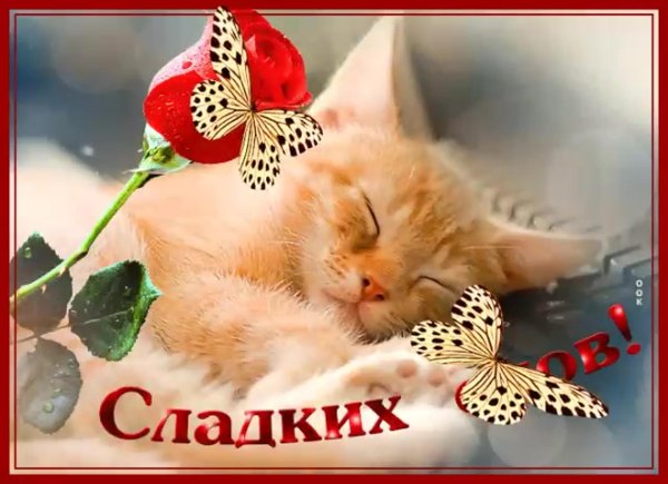 сладких снов котенок