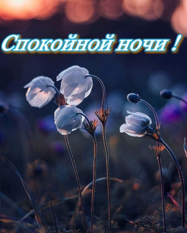 сладких снов красивые