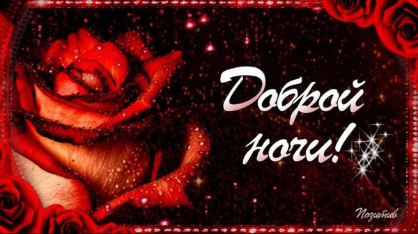 розы спокойной ночи
