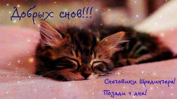 сладких снов котенок
