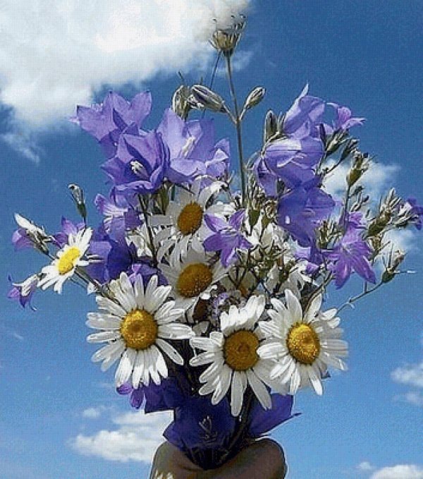 цветок полевой