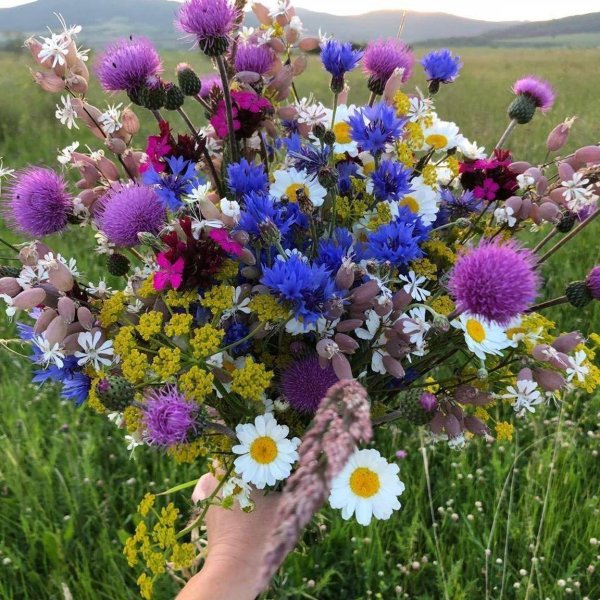 полевые цветы