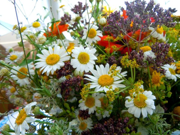 цветок полевой