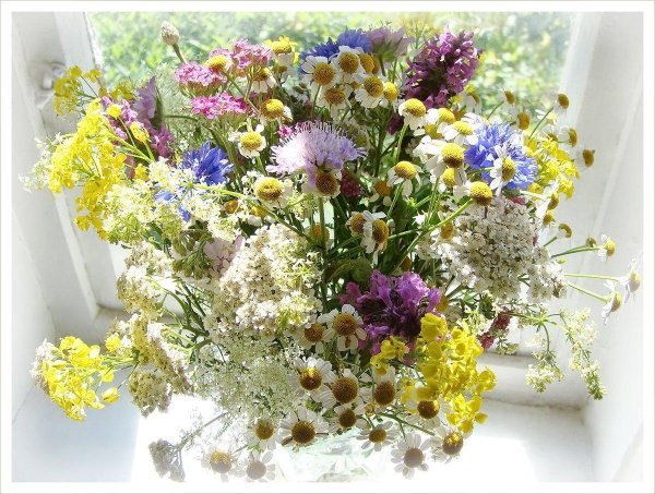 цветок полевой