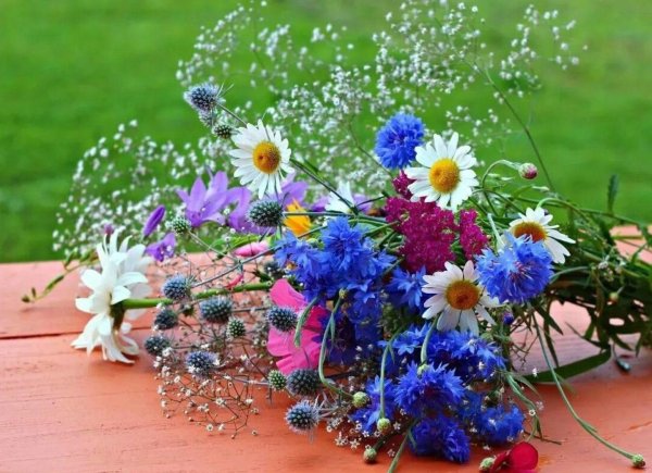 букеты полевых васильков ромашек маков
