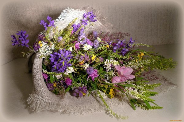 перовския ковыль вербена