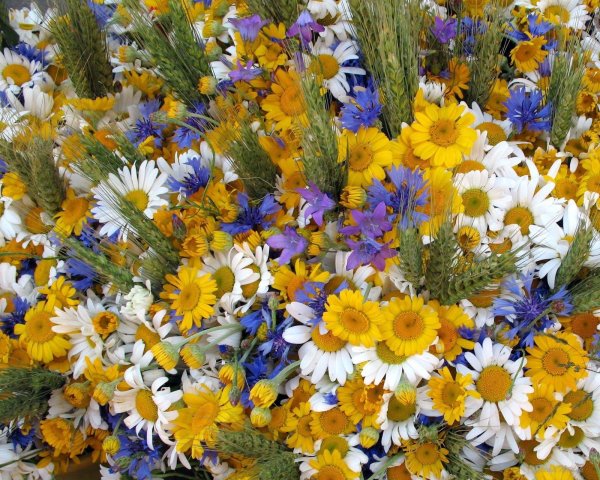 цветок полевой