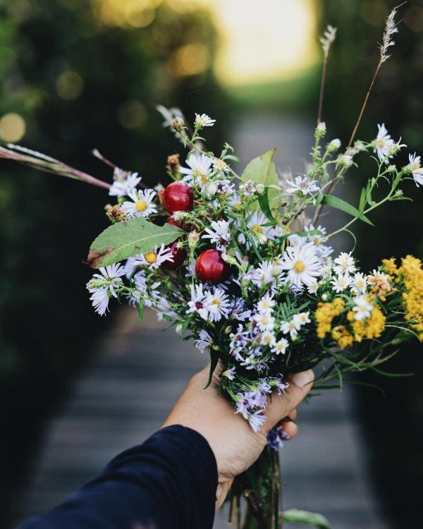 охапка полевых цветов