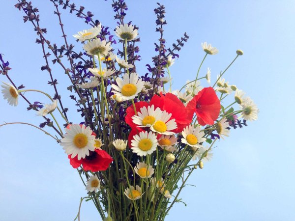 цветок полевой