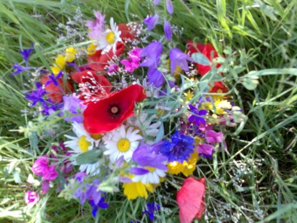 цветок полевой