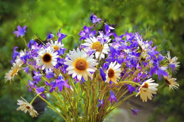 цветок полевой