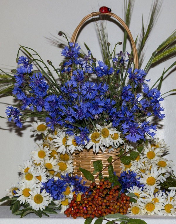 васильки и ромашки