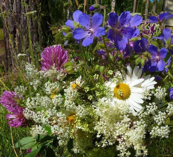 цветок полевой