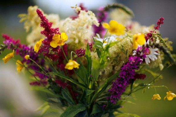 цветок полевой