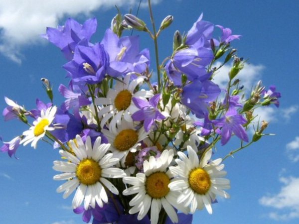 цветок полевой