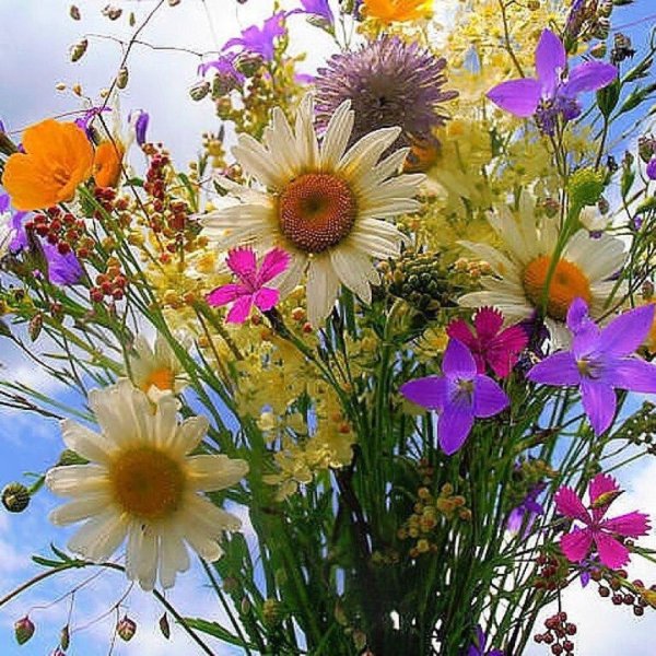 полевой цветок