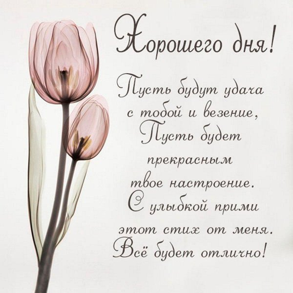 albert koetsier tulip