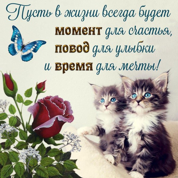 котенок красивый