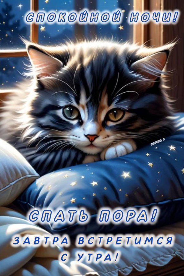спокойной ночи котик