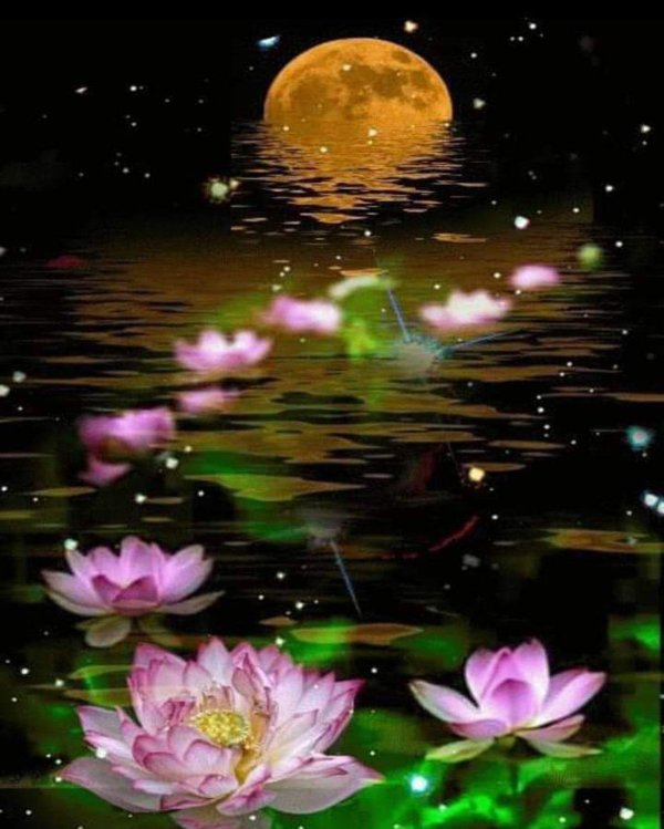 цветки лотоса