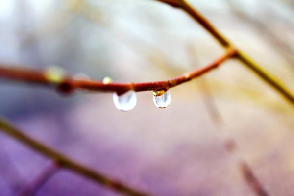 весенние веточки