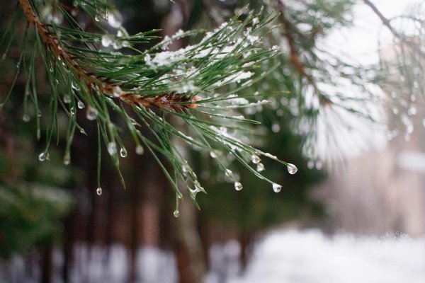 ветка сосна