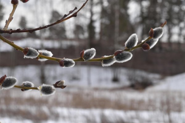 почки вербы