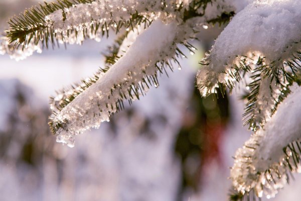 в зимнем лесу