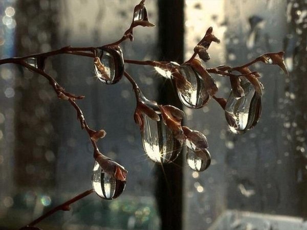 веточки с капельками