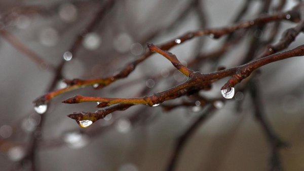 весенние капели