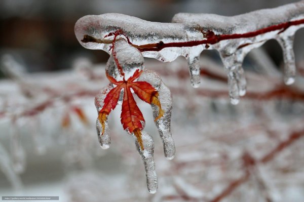 деревья во льду